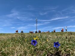 Rast zwischen Blumen